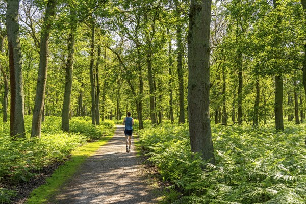 Diersfordter Wald, north of Wesel, nature park with oak and beech forests, glacial sand dunes, heathland, moorland, oak and beech forest with large ferns, North Rhine-Westphalia, Germany, Europe