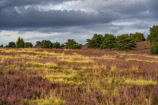 Flowering heath, heather and juniper bushes, near Wilseder Berg, in the Lüneburg Heath nature reserve, Lower Saxony, Germany, Europe