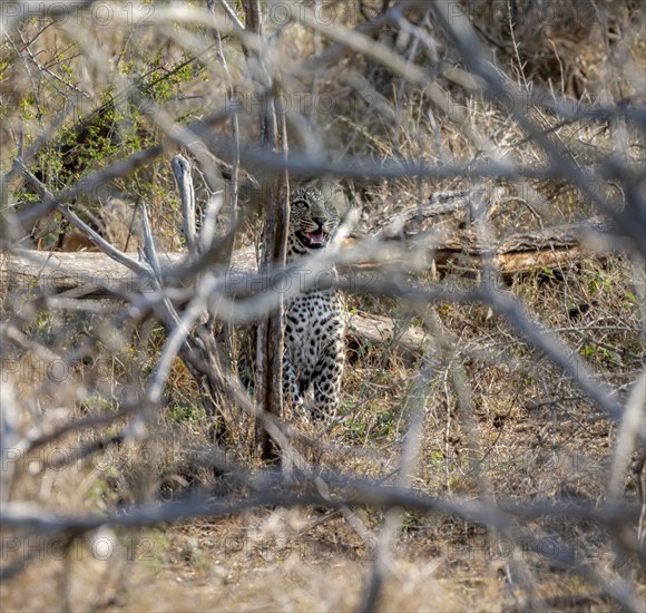 Leopard (Panthera pardus), young sitting between dense bushes, Kruger National Park, South Africa, Africa
