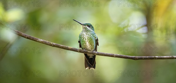 Green-fronted Brilliant Hummingbird (Heliodoxa jacula) sitting on a branch, Monteverde Cloud Forest, Monte Verde, Costa Rica, Central America