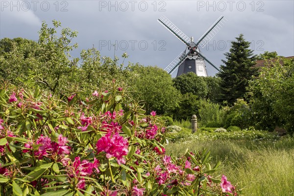 Historic windmill, rhododendron in the foreground, park at the mill, Wyk, Föhr, North Sea island, North Frisia, Schleswig-Holstein, Germany, Europe