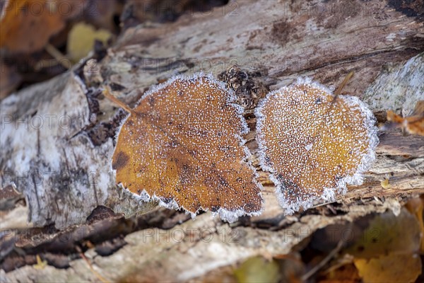 Autumn leaves with hoarfrost on deadwood, Zwillbrocker Venn, Münsterland, North Rhine-Westphalia, Germany, Europe