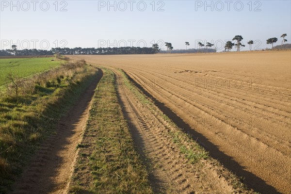 To be captioned after editing Track crossing sandy fields of farmland on Suffolk Sandlings, Alderton, Suffolk, England, United Kingdom, Europe