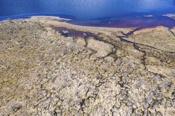 Aerial view over lake Laguna Cofre east of river Rio Murta, dead trees cover the shore, Patagonia, Chile, South America