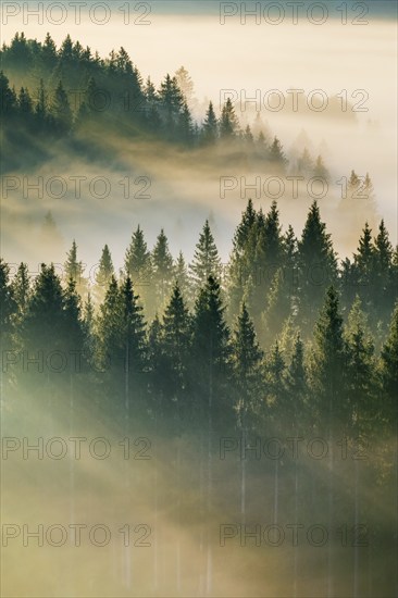 Fog and forest in Oberägeri in the canton of Zug, Switzerland, Europe