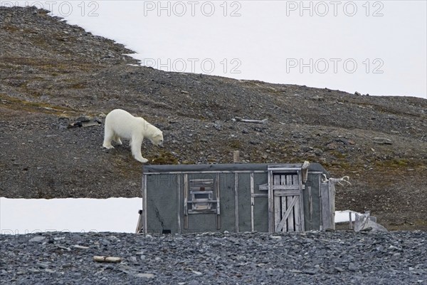 Curious polar bear (Ursus maritimus) approaching old abandoned fur trapper cabin along the Svalbard coast, Spitsbergen, Norway, Europe