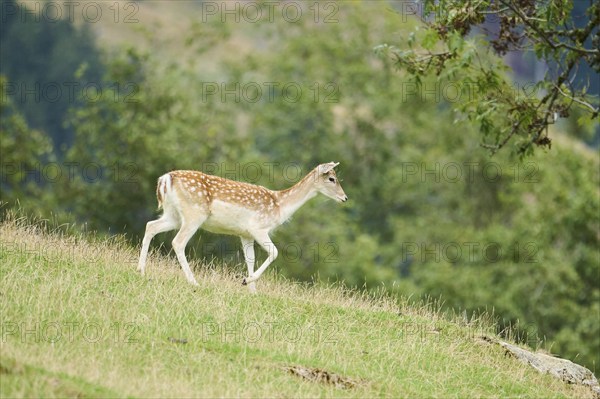 European fallow deer (Dama dama) hind standing on a meadow, tirol, Kitzbühel, Wildpark Aurach, Austria, Europe