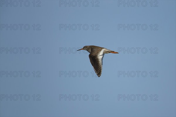Common redshank (Tringa totanus) adult bird in flight, Suffolk, England, United Kingdom, Europe