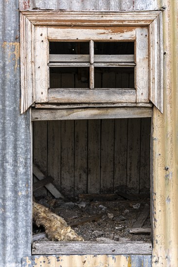 Mummified dog carcass in abandoned chicken coop, Estancia San Gregorio, Puente Alto, Metropolitan Region, Chile, South America