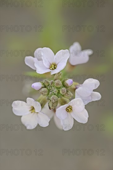 European searocket (Cakile maritima), flowers, Camargue, Provence, southern France