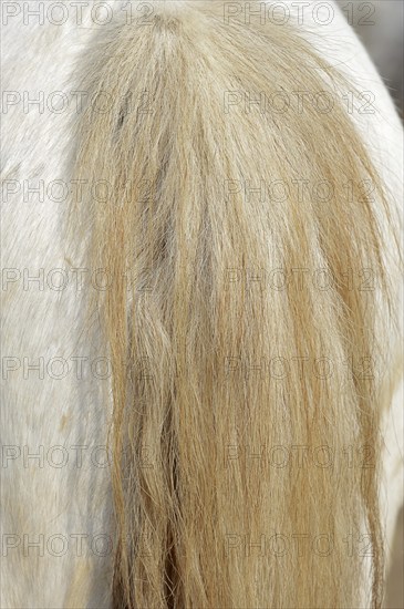 Camargue horse, tail, Camargue, Provence, South of France