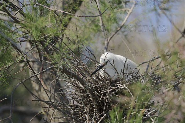 Little Egret (Egretta garzetta), breeding on the nest, Camargue, Provence, southern France