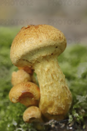 Ringed Flämmling or Prächtiger Flämmling (Gymnopilus junonius, Gymnopilus spectabilis), North Rhine-Westphalia, Germany, Europe