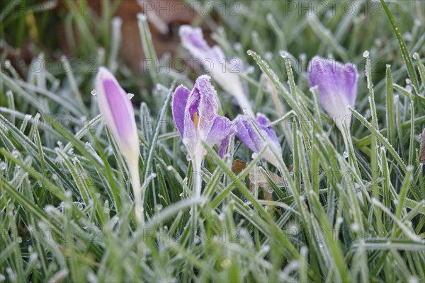 Crocus blossom, winter morning, February, Germany, Europe