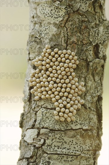 Fox moth (Macrothylacia rubi), eggs on a branch, Provence, southern France