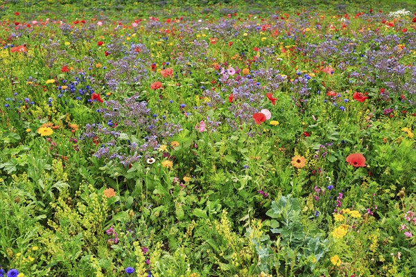 Colourful flower meadow, Germerode, Meißner, Frau-Holle-Land Geo-nature park Park, Hesse, Germany, Europe