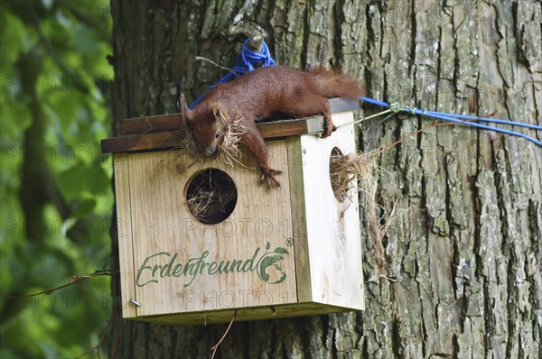 Squirrel building a nest in the squirrel house, Kobel, on a lime tree, Schleswig-Holstein, Germany, Europe