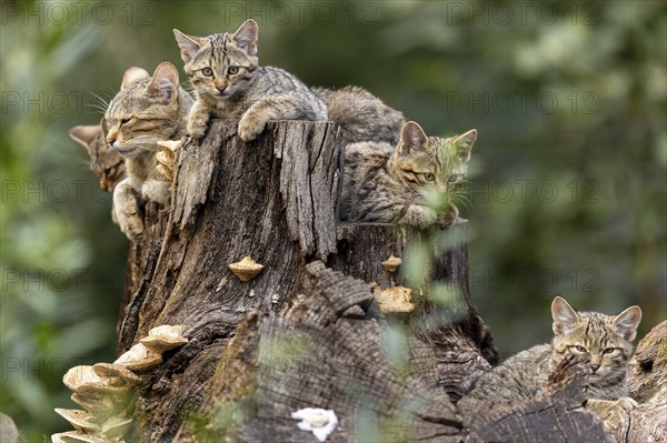 Group of cats on a tree trunk, a cat looks curiously into the nature of the forest, wildcat (Felis silvestris), kitten, Germany, Europe