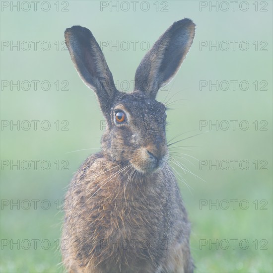 European hare (Lepus europaeus) portrait, morning fog, wildlife, Thuringia, Germany, Europe
