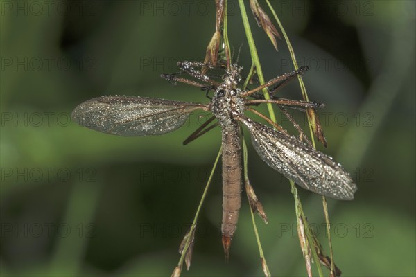 Close-up of a meadow snake (Tipula paludosa) covered with dewdrops and hanging on a plant, Baden- Württemberg, Germany, Europe