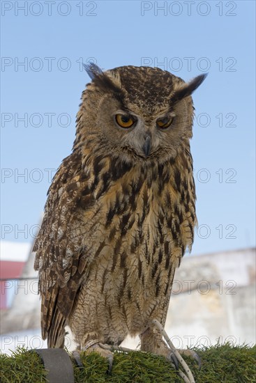 Close-up of an eagle owl with detailed feather pattern in front of a blue sky, captivity, Arcos de la Frontera, Cadiz province, Cadiz, Andalusia, Spain, Europe