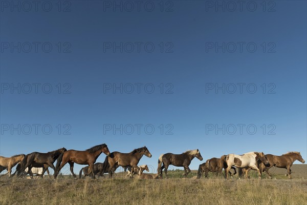Icelandic horses (Equus islandicus) at the horse round-up or Réttir, near Laugarbakki, North Iceland, Iceland, Europe