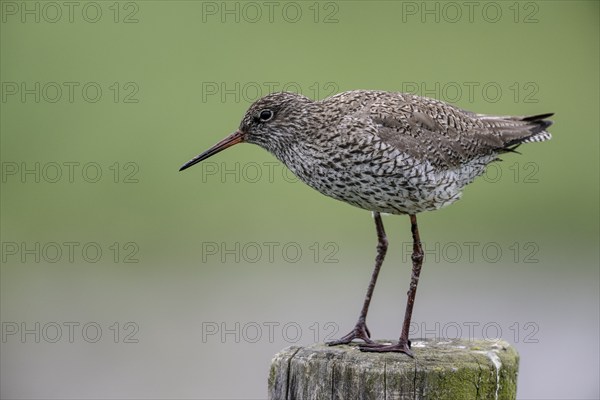 Common redshank (Tringa totanus) sitting on a pole, Lower Saxony, Germany, Europe