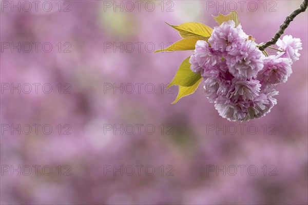 Japanese flowering cherry (Prunus serrulata Kanzan), Emsland, Lower Saxony, Germany, Europe
