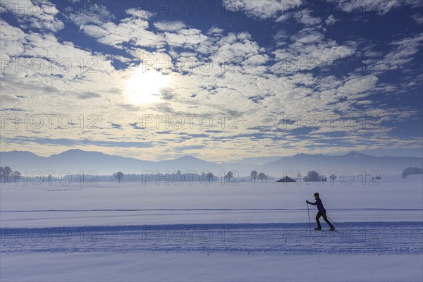Cross-country skier, woman, adult, on cross-country trail in front of mountains, snow, winter, Tölzer Land, Alpine foothills, Upper Bavaria, Bavaria, Germany, Europe