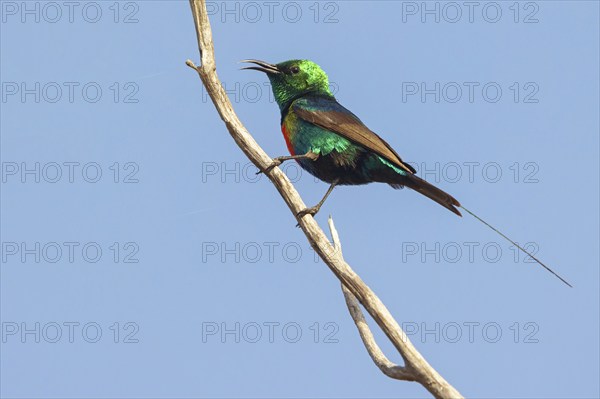 Fairy Sunbird, (Cinnyris pulchellus), family of sunbirds, Farasutu area, Farasutu, South Bank, Gambia, Africa