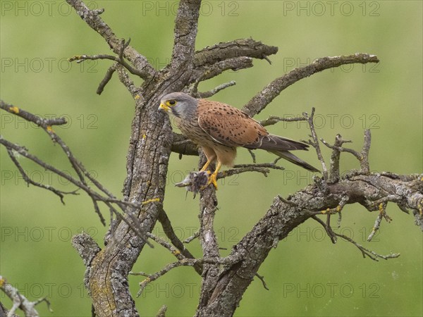 A kestrel perched on a twisted branch with prey in its talons against a green background, Common Kestrel (Falco tinnunculus), male, Hesse, Germany, Europe