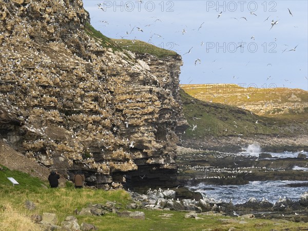 Black-legged kittiwake (Rissa tridactyla), two tourists observing the birds at breeding colony, on coastal cliffs of Arctic Ocean, May, Varangerfjord, Norway, Europe
