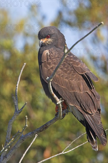 Snail kite (Rostrhamus sociabilis), Lake Kissimmee, Osceola County, Florida, USA, North America