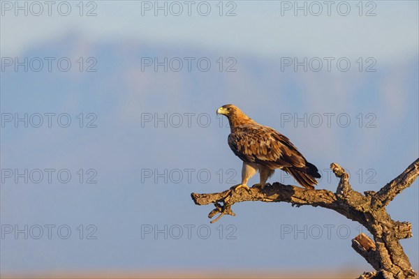 Spanish imperial eagle (Aquila adalberti), El Millaron Imperial Eagle Hid, Salorino, Extremadura Caceres, Spain, Europe