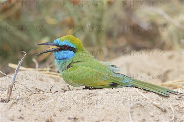 Green bee-eater (Merops orientalis), Mirbat, Salalah, Dhofar, Oman, Asia