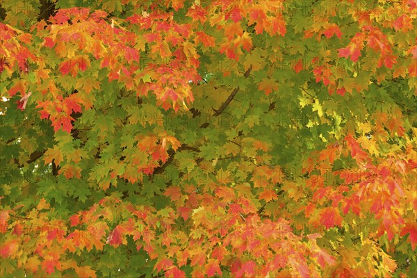 Maple (Acer), with many yellow and reddish leaves, in autumn, New Hampshire, New England, USA, North America