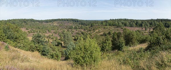 Panoramic photo, photomerge, juniper (Juniperus communis), Totengrund near Wilsede, Bispingen, Lüneburg Heath, Lower Saxony, Germany, Europe