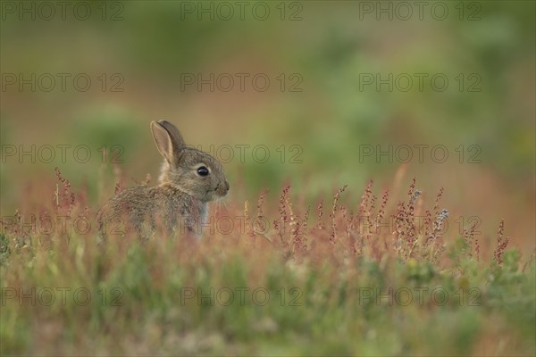 Rabbit (Oryctolagus cuniculus) juvenile baby animal in grassland with red flowers, England, United Kingdom, Europe