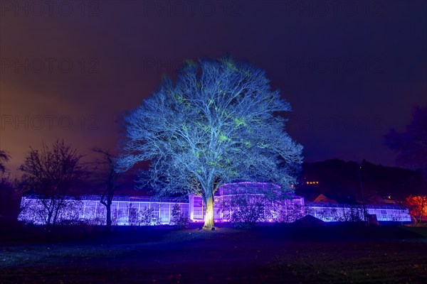 It's the most beautiful time of the year when the sparkling evening trail finally lights up Dresden's famous Pillnitz Palace & Park again. Now in its fourth year, the winter walk takes a new magical route with completely different worlds of light that never fail to surprise our visitors from previous years., Dresden, Saxony, Germany, Europe