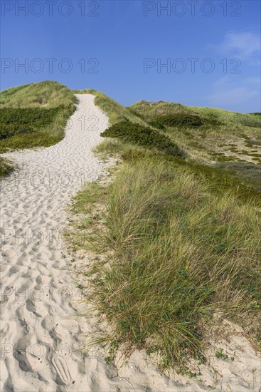 Path through the heathland, dune landscape, hiking, excursion, nature, tourism, journey, blue sky, Kampen, Sylt, Germany, Europe