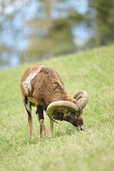A ram grazing on a grassy hill with its large curved horns, Mouflon (Ovis gmelini), Wildpark Aurach, Austria, Europe