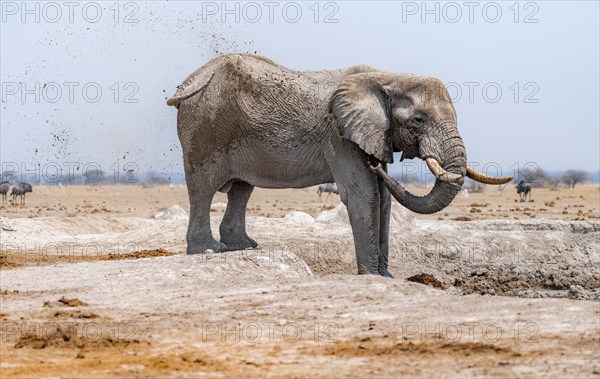 African elephant (Loxodonta africana), bathing at a waterhole, spraying water from its trunk, Nxai Pan National Park, Botswana Botswana
