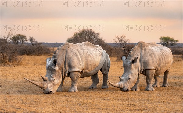 Southern white rhinoceros (Ceratotherium simum simum), two rhinos at sunset, Khama Rhino Sanctuary, Serowe, Botswana, Africa
