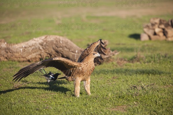 Juvenile Iberian Eagle approaching, Spanish Imperial Eagle (Aquila adalberti), Extremadura, Castilla La Mancha, Spain, Europe