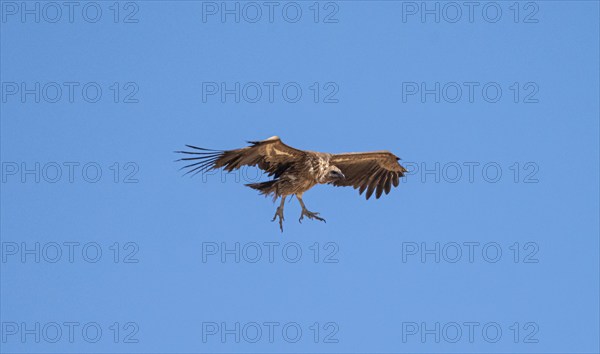 White-backed vulture (Gyps africanus) in flight against a blue sky, Etosha National Park, Namibia, Africa