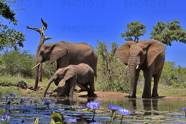 African elephant (Loxodonta africana), adult, female, mother, male, bull, young animal, mother with young animal and young bull, at the water, drinking, Kruger National Park, Kruger National Park, South Africa, Africa