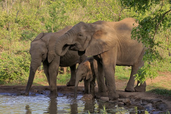 African elephant (Loxodonta africana), juvenile, mother, adult, female, group, at the water, drinking, Kruger National Park, Kruger National Park, South Africa, Africa