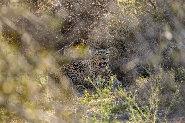 Leopard (Panthera pardus) lying, between dense bushes, adult, Kruger National Park, South Africa, Africa