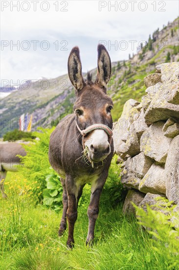 A donkey stands on a green meadow next to a stone wall and looks curiously into the camera, Klein Tibet, Zillertal, Austria, Europe