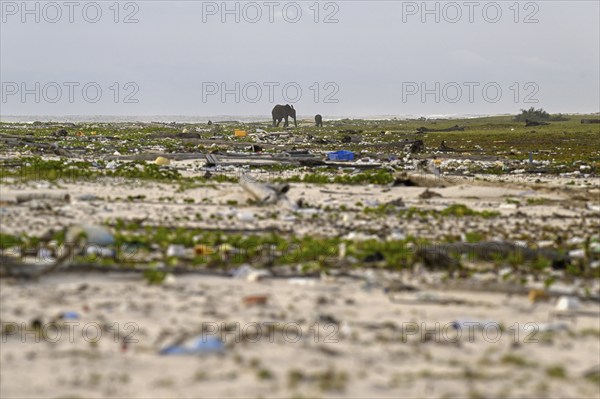 African forest elephants (Loxodonta cyclotis) rummaging through plastic waste on a beach in Loango National Park, Parc National de Loango, Ogooué-Maritime Province, Gabon, Africa